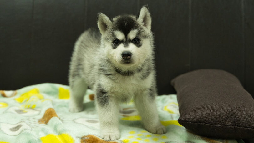 シベリアンハスキー子犬の写真No.202602223正面3月31日現在