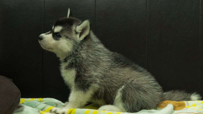 シベリアンハスキー子犬の写真No.202602223左側面3月31日現在