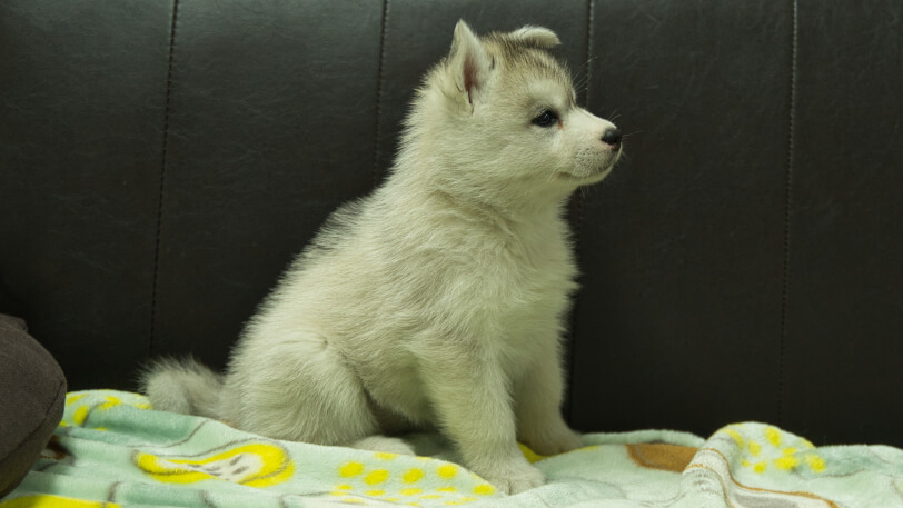 シベリアンハスキー子犬の写真No.202602224右側面3月31日現在
