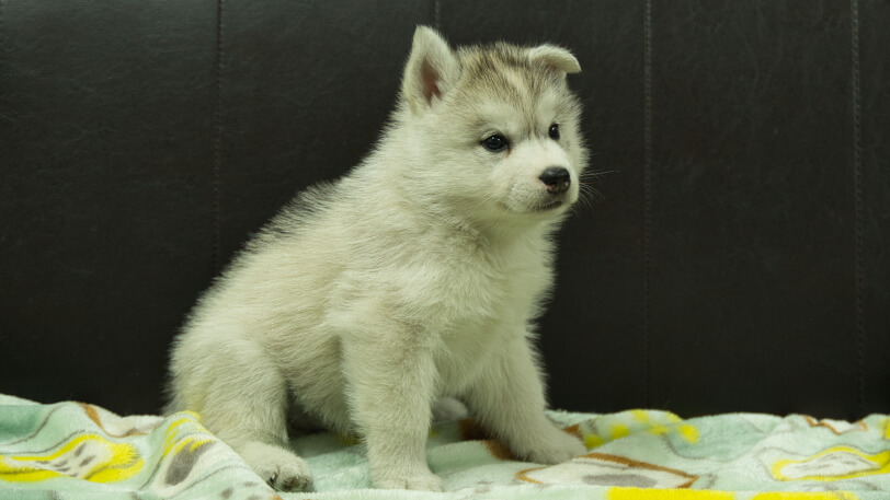 シベリアンハスキー子犬の写真No.202602224-5 3月31日現在