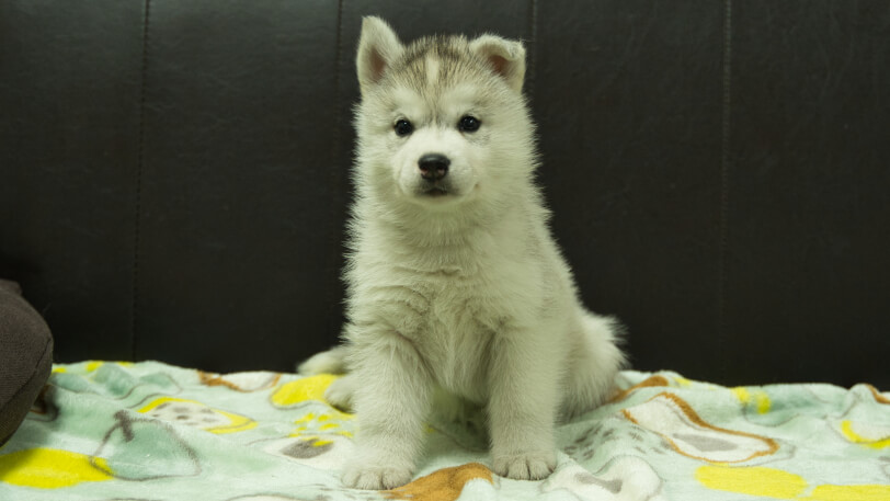 シベリアンハスキー子犬の写真No.202602224正面3月31日現在