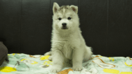 シベリアンハスキー子犬の写真No.202602224正面3月31日現在