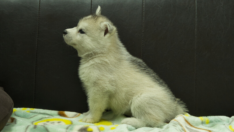 シベリアンハスキー子犬の写真No.202602224左側面3月31日現在