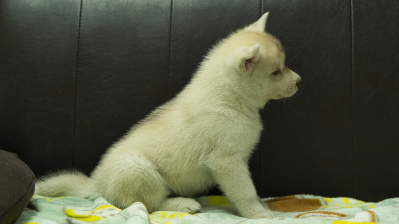 シベリアンハスキー子犬の写真No.202602225右側面3月31日現在