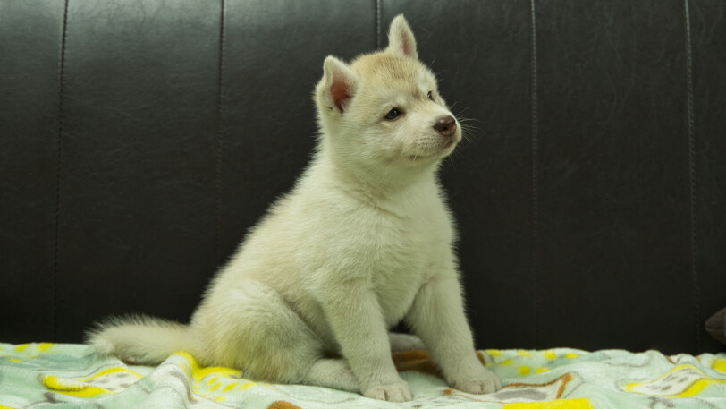 シベリアンハスキー子犬の写真No.202602225-5 3月31日現在