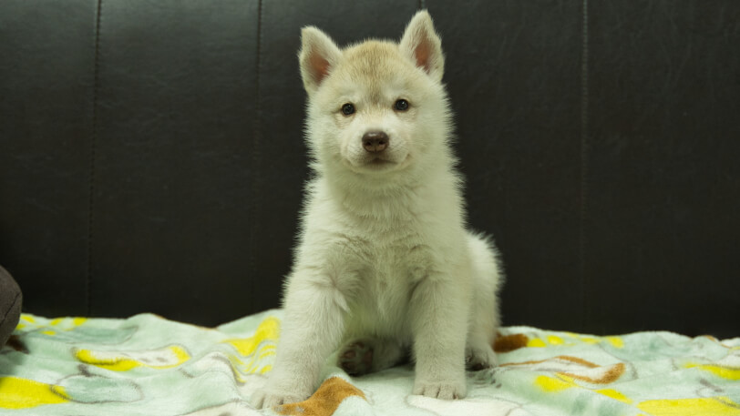 シベリアンハスキー子犬の写真No.202602225正面3月31日現在