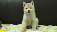 シベリアンハスキー子犬の写真No.202602225正面3月31日現在