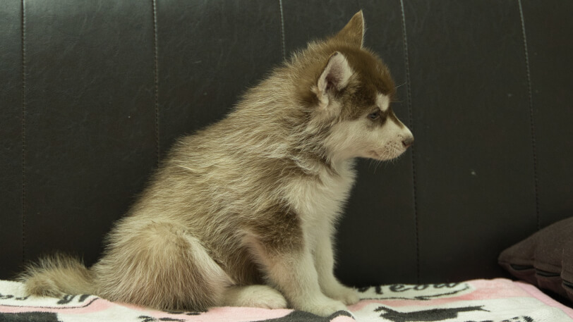 シベリアンハスキー子犬の写真No.202602161右側面4月3日現在