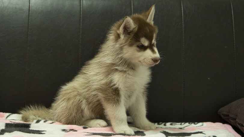 シベリアンハスキー子犬の写真No.202602161-5 4月3日現在