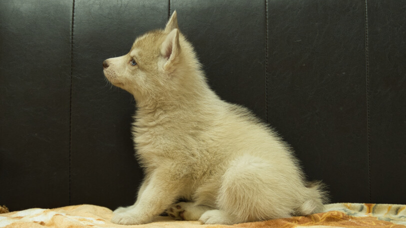 シベリアンハスキー子犬の写真No.202602166正左側面月3日現在