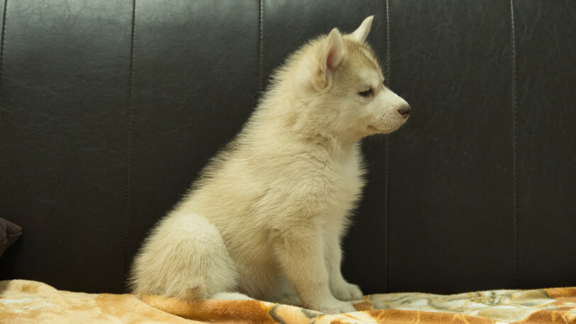 シベリアンハスキー子犬の写真No.202602167右側面4月3日現在