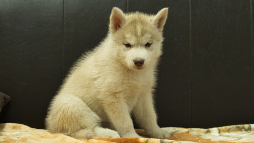 シベリアンハスキー子犬の写真No.202602167-5 4月3日現在