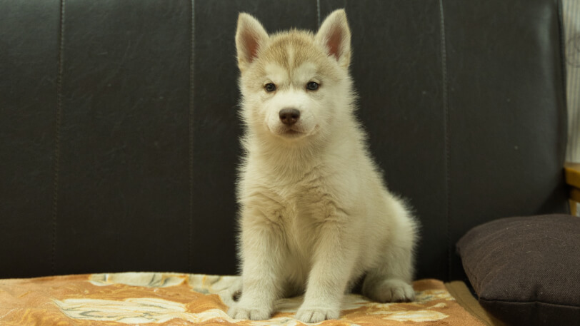 シベリアンハスキー子犬の写真No.202602167正面4月3日現在