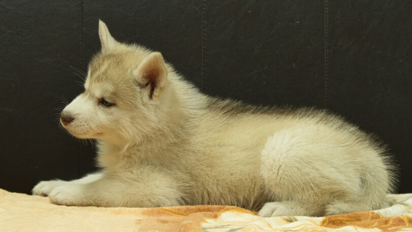 シベリアンハスキー子犬の写真No.202602167左側面4月3日現在