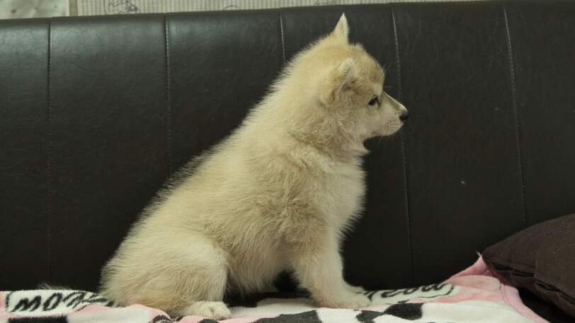 シベリアンハスキー子犬の写真No.202602171右側面4月3日現在