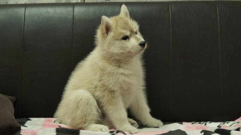 シベリアンハスキー子犬の写真No.202602171-5 4月3日現在