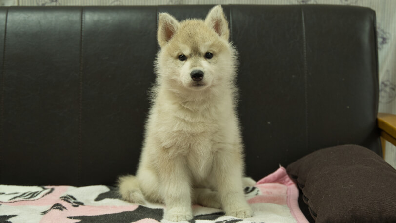 シベリアンハスキー子犬の写真No.202602171正面4月3日現在
