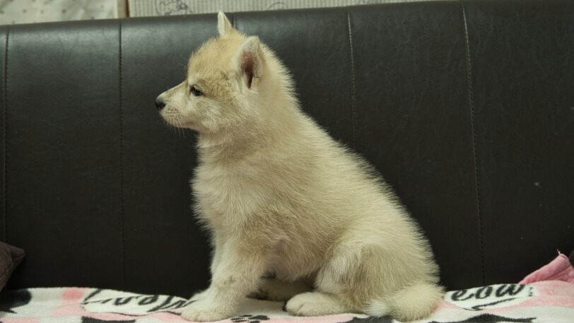 シベリアンハスキー子犬の写真No.202602171左側面4月3日現在