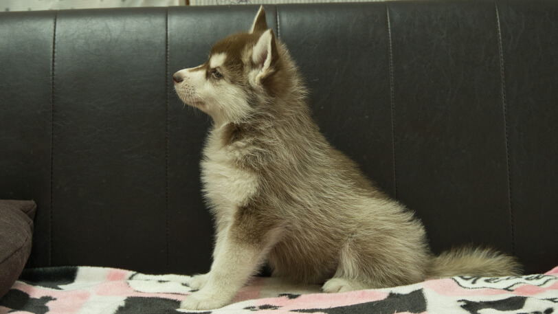 シベリアンハスキー子犬の写真No.202602161左側面4月3日現在