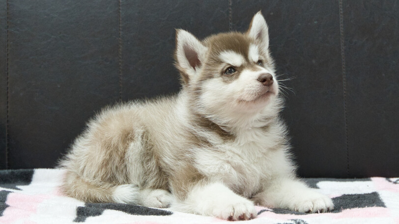 シベリアンハスキー子犬の写真No.202602162-5 4月3日現在