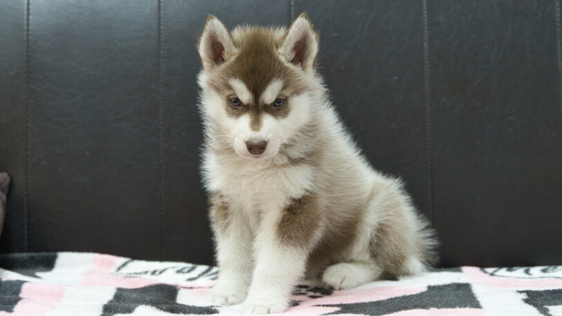 シベリアンハスキー子犬の写真No.202602162正面4月3日現在