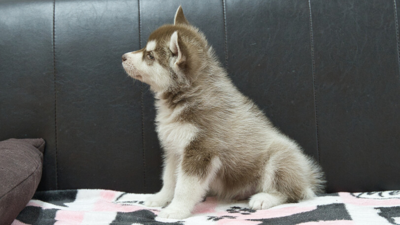 シベリアンハスキー子犬の写真No.202602162左側面4月3日現在