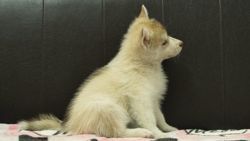 シベリアンハスキー子犬の写真No.202602163右側面4月3日現在