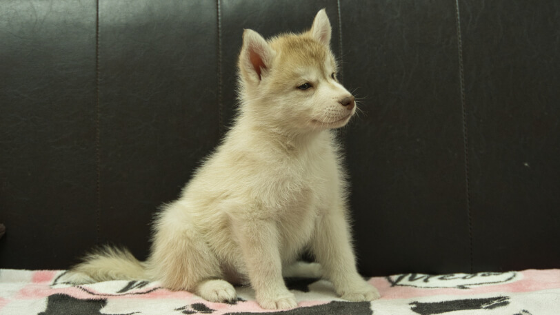 シベリアンハスキー子犬の写真No.202602163-5 4月3日現在