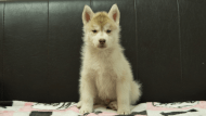 シベリアンハスキー子犬の写真No.202602163正面4月3日現在