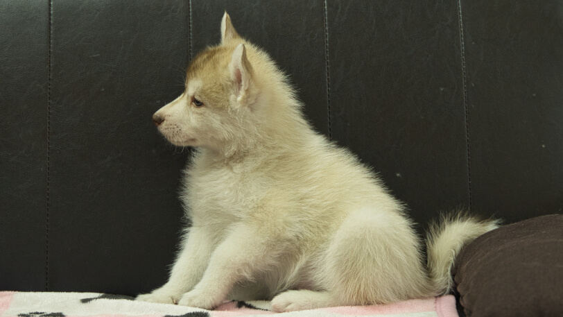 シベリアンハスキー子犬の写真No.202602163左側面4月3日現在