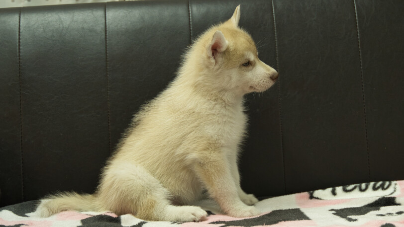 シベリアンハスキー子犬の写真No.202602164右側面4月3日現在