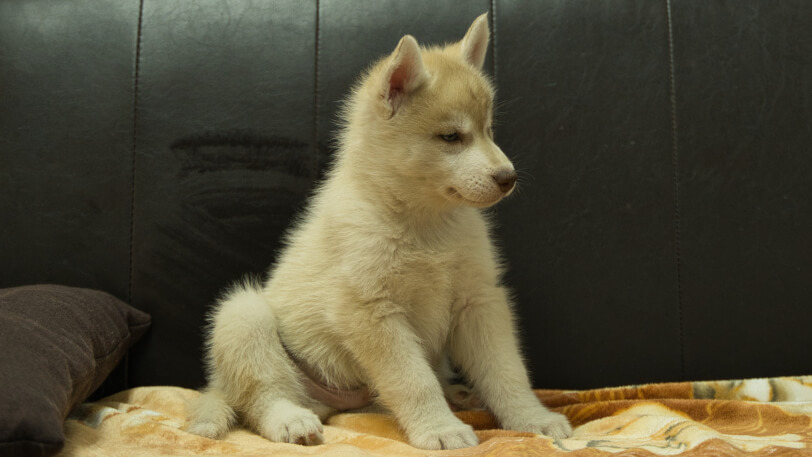 シベリアンハスキー子犬の写真No.202602164-5 4月3日現在