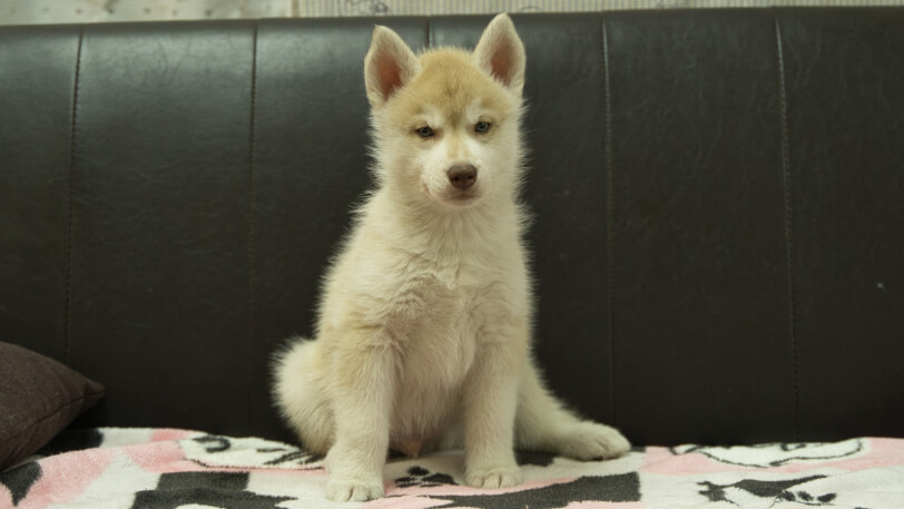 シベリアンハスキー子犬の写真No.202602164正面4月3日現在