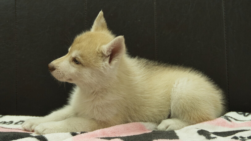 シベリアンハスキー子犬の写真No.202602164左側面4月3日現在