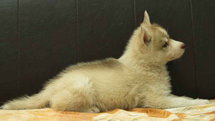 シベリアンハスキー子犬の写真No.202602166右側面4月3日現在