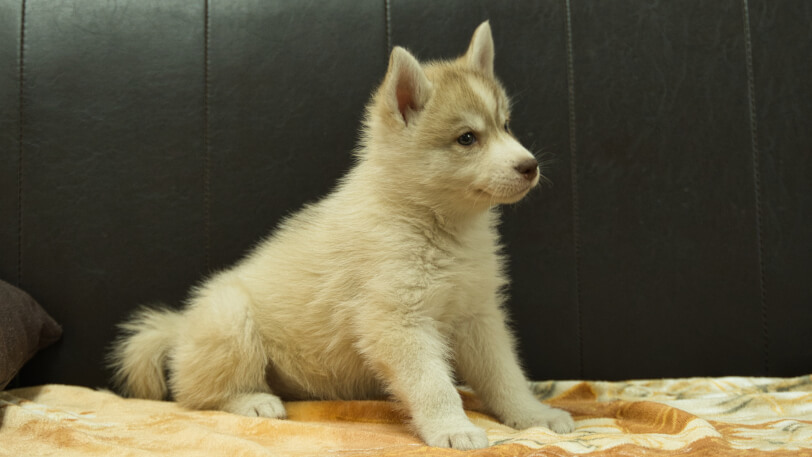 シベリアンハスキー子犬の写真No.202602166-5 4月3日現在