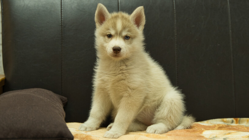 シベリアンハスキー子犬の写真No.202602166正面4月3日現在