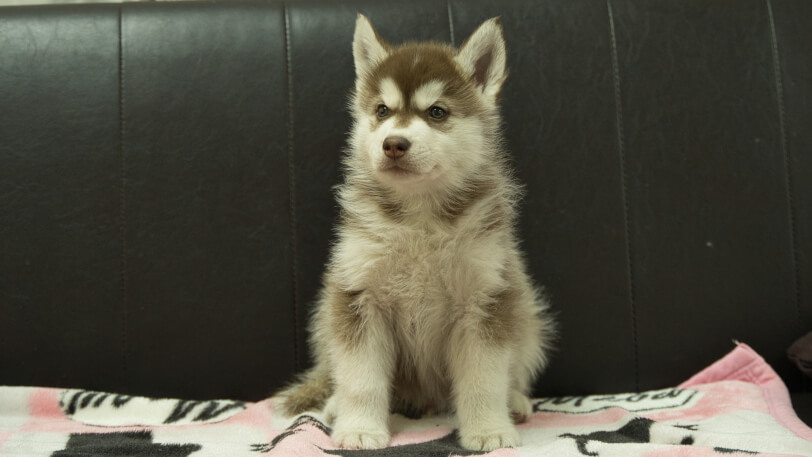 シベリアンハスキー子犬の写真No.202602161正面4月3日現在