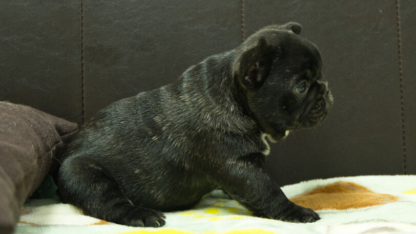 フレンチブルドッグ子犬の写真No.202604101右側面5月26日現在
