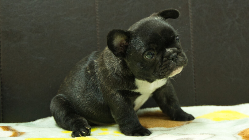 フレンチブルドッグ子犬の写真No.202604101-5 5月26日現在