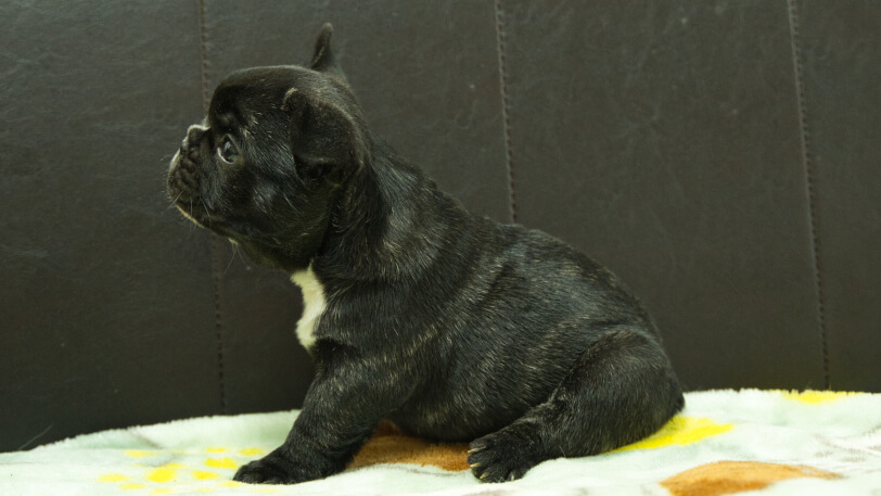 フレンチブルドッグ子犬の写真No.202604101左側面5月26日現在