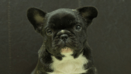 フレンチブルドッグ子犬の写真No.202604101正面5月26日現在
