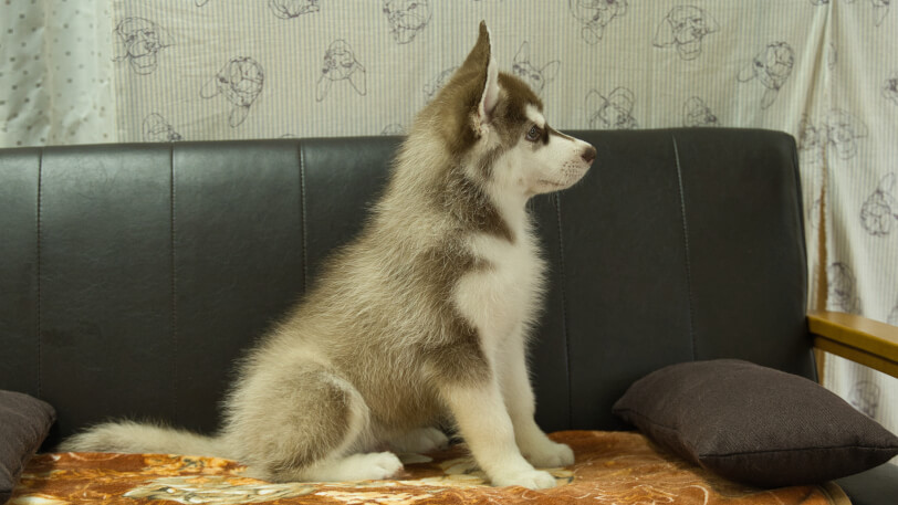 シベリアンハスキー子犬の写真No.202602161右側面5月4日現在