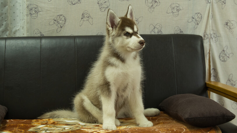 シベリアンハスキー子犬の写真No.202602161-5 5月4日現在