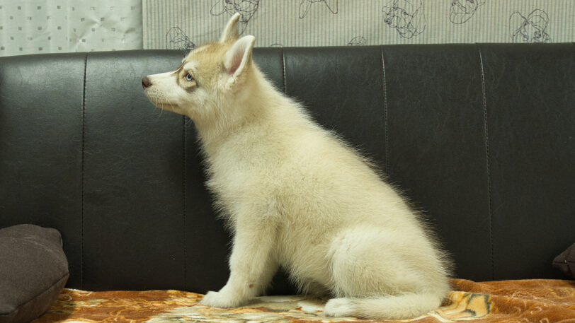 シベリアンハスキー子犬の写真No.202602166左側面5月4日現在