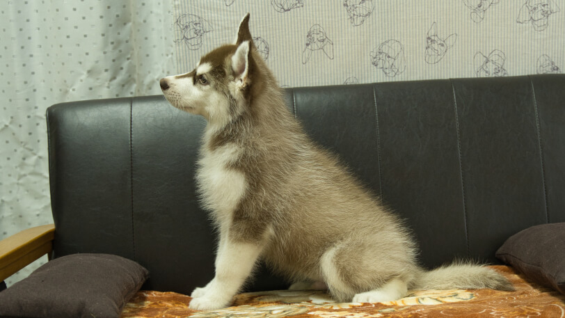 シベリアンハスキー子犬の写真No.202602161左側面5月4日現在