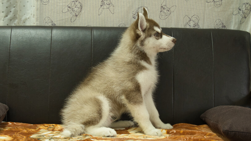 シベリアンハスキー子犬の写真No.202602162右側面5月4日現在