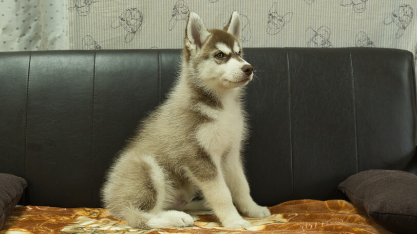 シベリアンハスキー子犬の写真No.202602162-5 5月4日現在