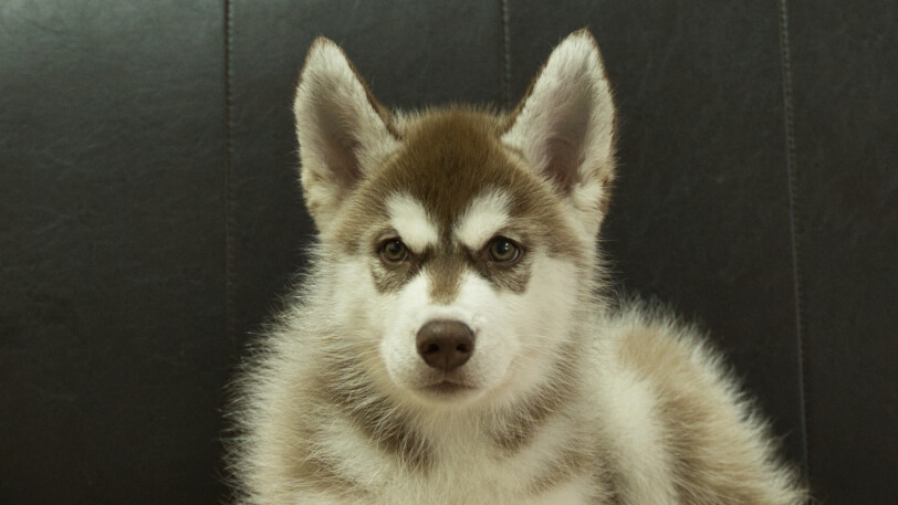 シベリアンハスキー子犬の写真No.202602162正面5月4日現在