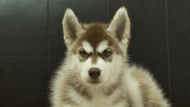 シベリアンハスキー子犬の写真No.202602162正面5月4日現在